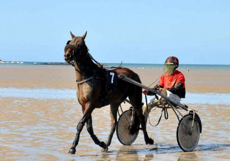 Belle de Firfol après un Canter à Plestin les grèves